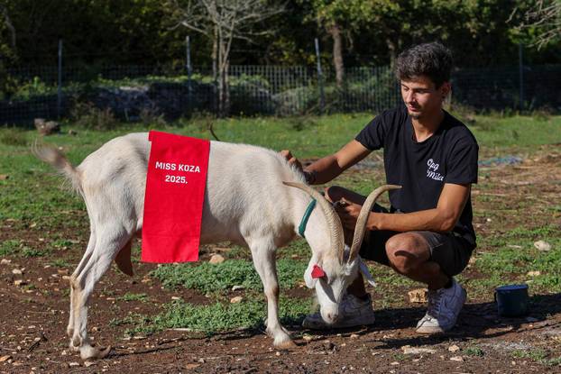 Vodnjan: Za Naj kozu 2025. godine izabrana je koza Jelena, vlasnika Mattea Muškovića 