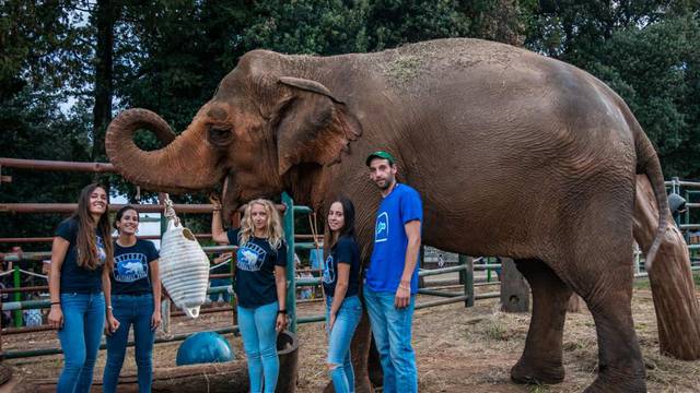 Titova slonica Lanka na Velikom Brijunu slavi svoj 50. rođendan