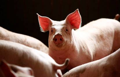 Afrička svinjska kuga u BiH