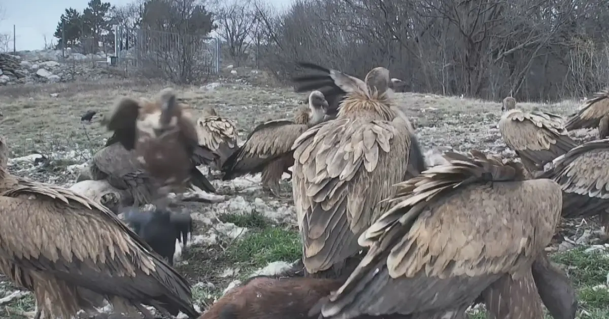 Vultures Return to Učka Slopes After 100 Years Alongside Filming of Lynx