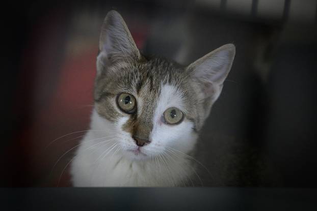 U skloništu Dumovec održan je prvi Dumovečki buvljak na kojem su građani mogli posjetiti sklonište te upoznati pse i mačke