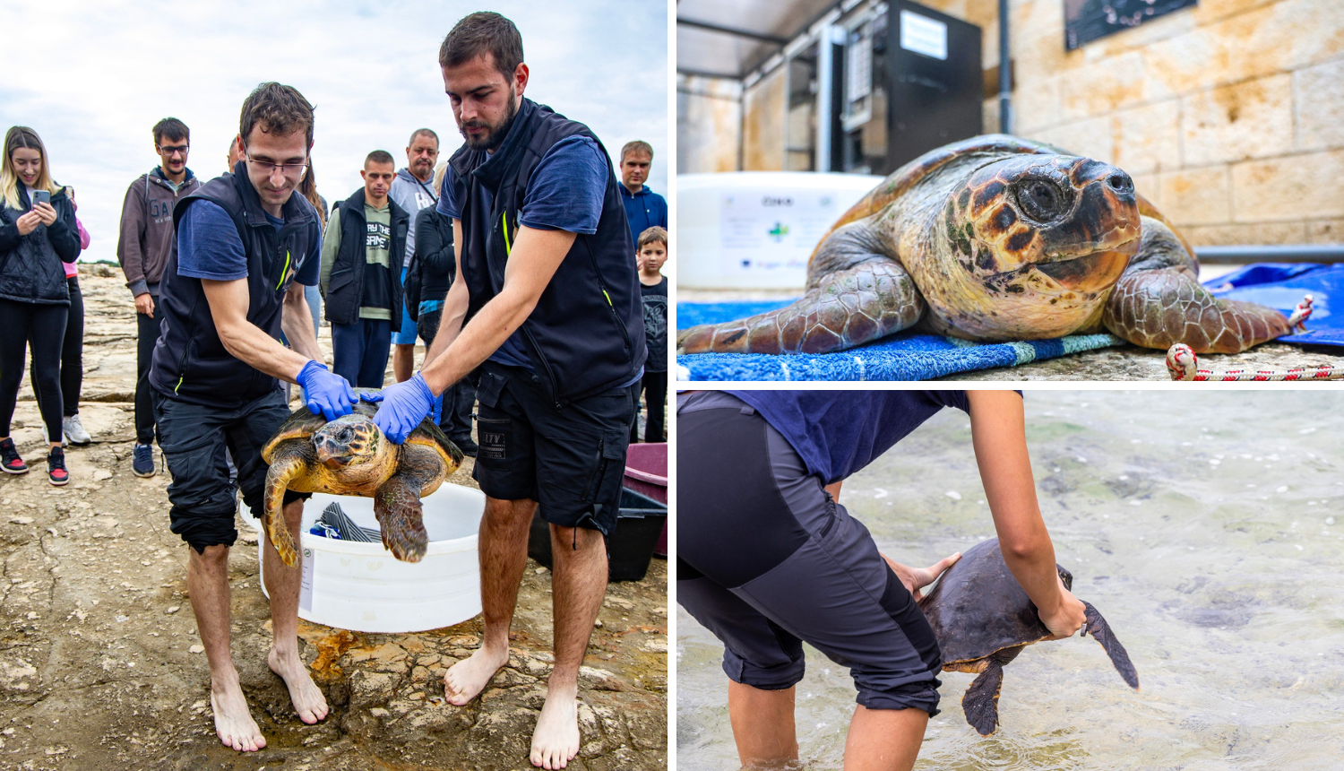 VIDEO Nakon rehabilitacije, tri glavate želve su pustili u more: Čiko, Maya i Alen sada uživaju!