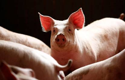 Nijemci planiraju uzgajati svinje za transplatacije srca ljudima