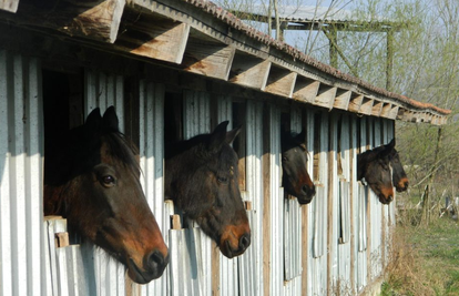 Konji umiru od gladi, a vlasnik prijeti: Gađat ću vas kamenjem