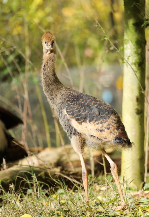 Zagrebački krunati ždralovi predstavljeni javnosti 
