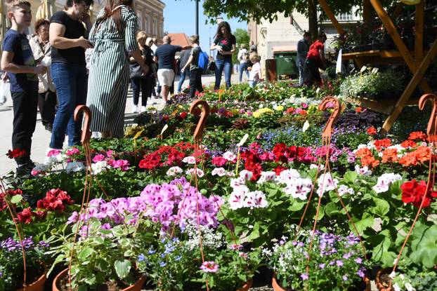 Obilježavanje Dana grada Križevaca uljepšano je cvjetnom manifestacijom "Križevci u cvijeću"