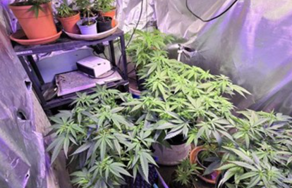 FOTO Muškarac (60) uzgajao indijsku konoplju u Matuljima: Evo što su našli, ide u pritvor