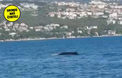 VIDEO E, ovo se ne viđa često! Veličanstveni kit zaplivao u Opatiji: Bio je 30 metara od nas