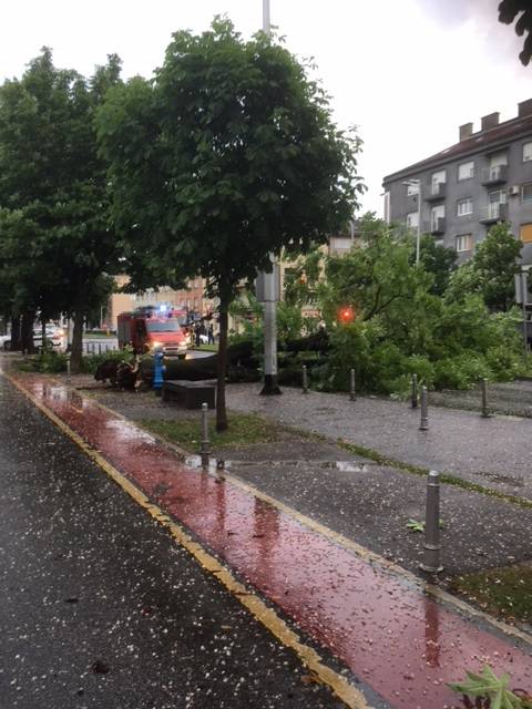 Vatrogasci rade od ranog jutra: Vjetar srušio stablo na cestu...