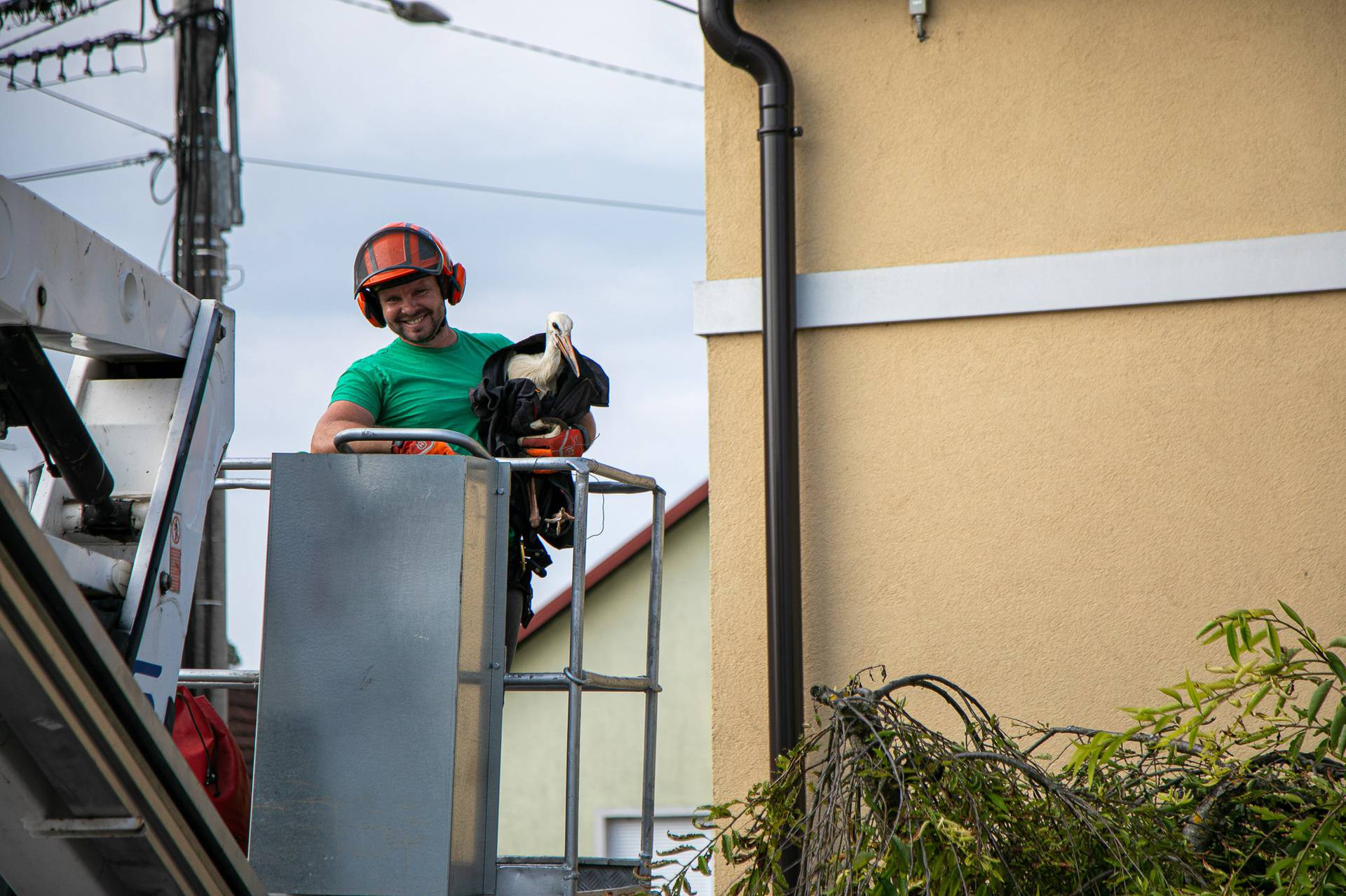 FOTO Spasili rodu nakon pada iz gnijezda u Sračincu: 'Čim smo je vratili slasno je pojela žabu'