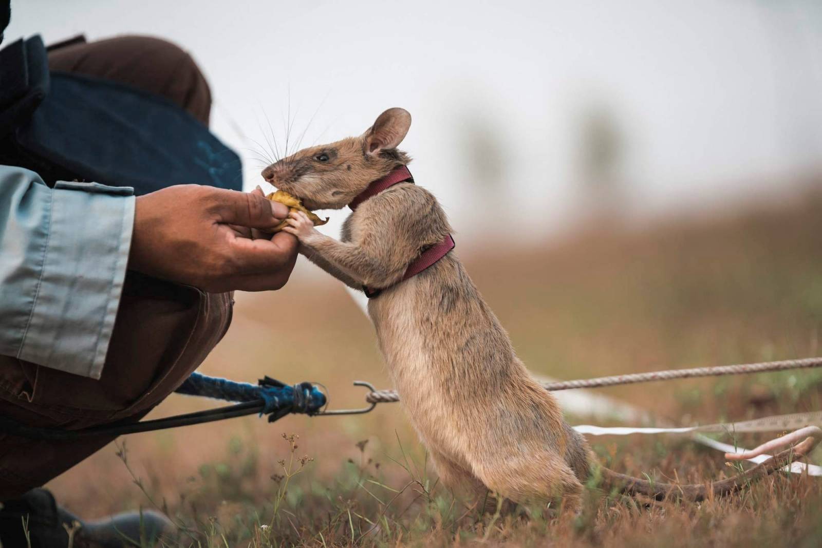 Magawa, a mine-sniffing rat, is pictured in Siem Reap