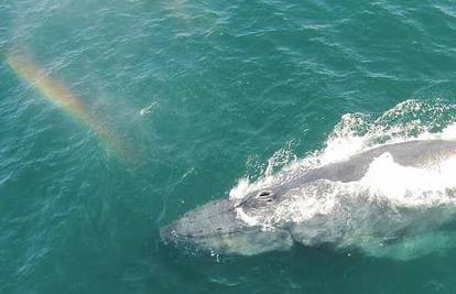 Ovo morate vidjeti: Pogledajte kita koji iz sebe izbacuje dugu
