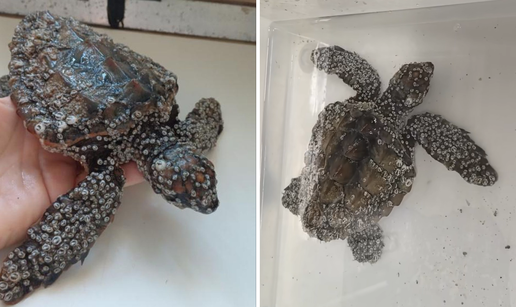 FOTO Kornjače Raula, Havajku i Fridu pronašli u Puli u kritičnom stanju: 'Tražimo uzrok stanja...'