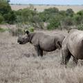 Malene ptice mogle bi biti spas za ugrožene afričke nosoroge