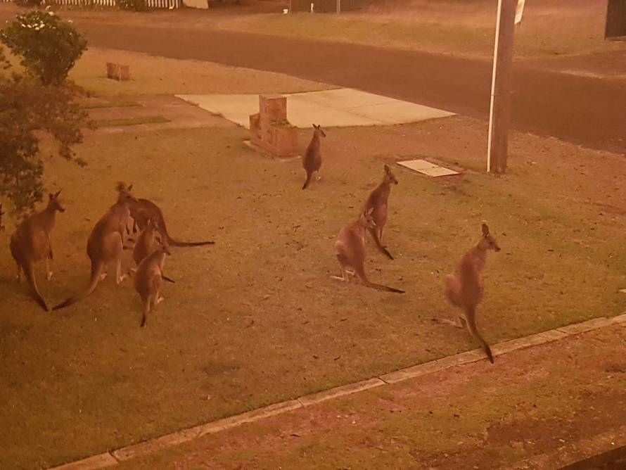 Kangaroos gather at a residential law as bushfires continue to spread