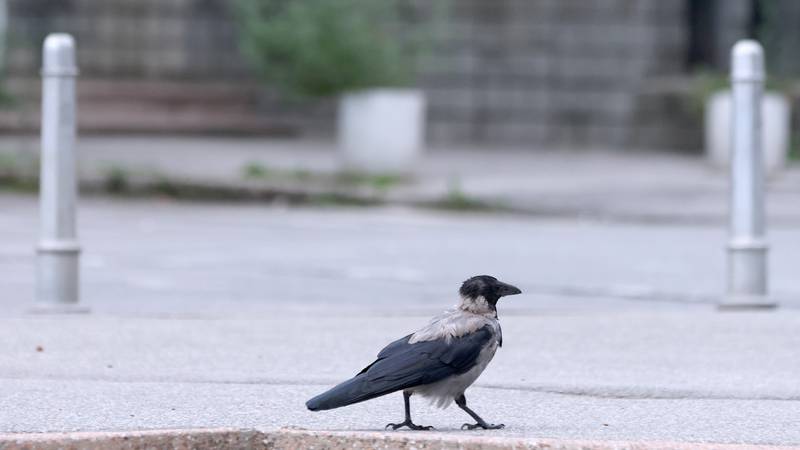 Virus Zapadnog Nila ubija vrane u Zagrebu: Evo gdje prijaviti ako pronađete uginulu vranu