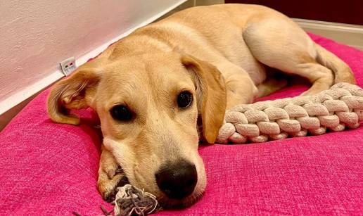 Upoznajte Iru, dru&scaron;tvenu du&scaron;icu koja hitno tra&zcaron;i novi dom!