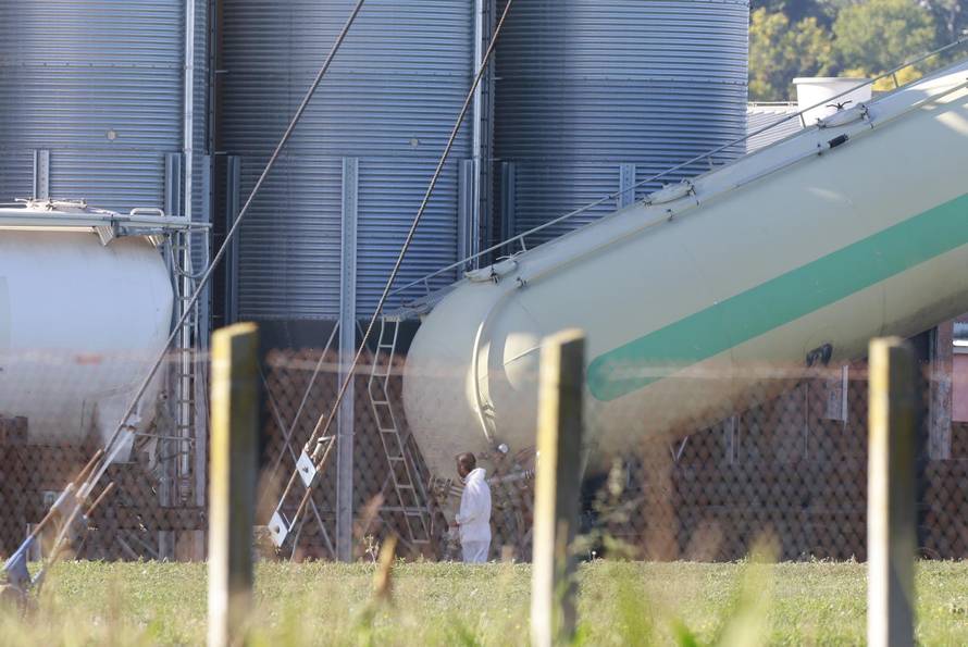 Sokolovac: Kreće eutanazija svinja, uvode se novi sigurnosni protokoli