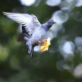 Trikovi kako otjerati golubove i druge ptice iz vrta ili s balkona
