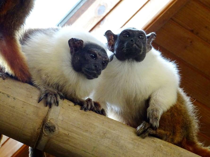 Upoznajte nove stanovnike ZOO vrta u Zagrebu: Stigla nam je obitelj dvobojnih tamarina