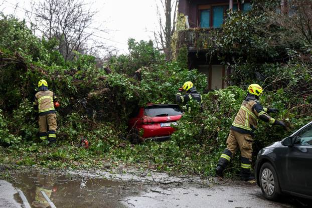 Zagreb: Drvo palo na automobile 