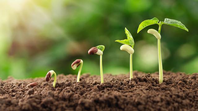 Sadite biljku iz njezina sjemena - tako će vam vrt bolje uspjeti