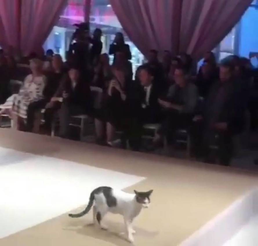 Nepozvana gošća: Maca upala na reviju, šetala i dirala modele