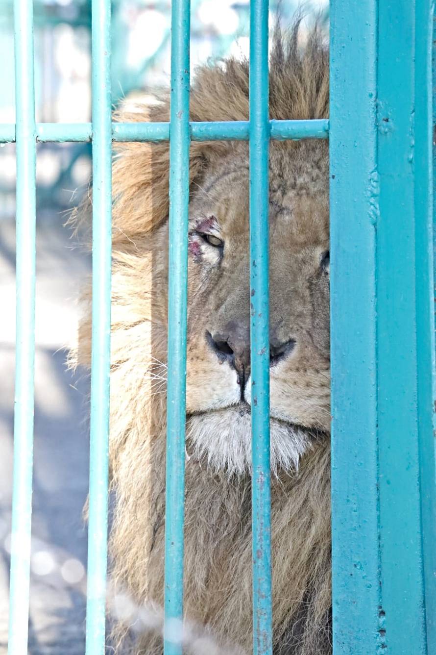 Iz Ukrajine spasili lava i vučicu, Osijek ih je bio spreman primiti