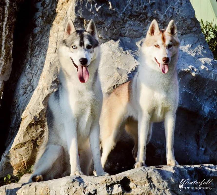 Nymerias.com/jelena kapic