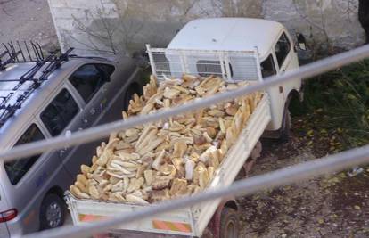 Pekari u akciji: U kamionu bez cerade vozili su kruh