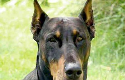 Zadar: Doberman ugrizao djevojku za natkoljenicu