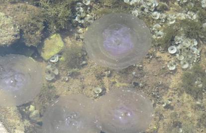 Kupači ostali na suhom: Uvale u Istri opkolila su jata meduza 