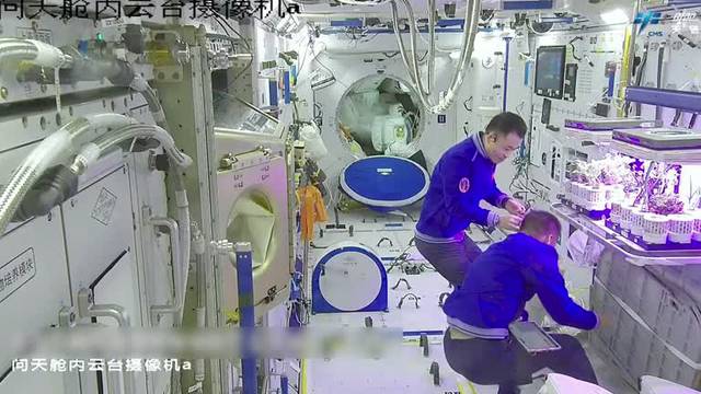 Shenzhou-17 astronauts harvest, taste vegetables grown in space station