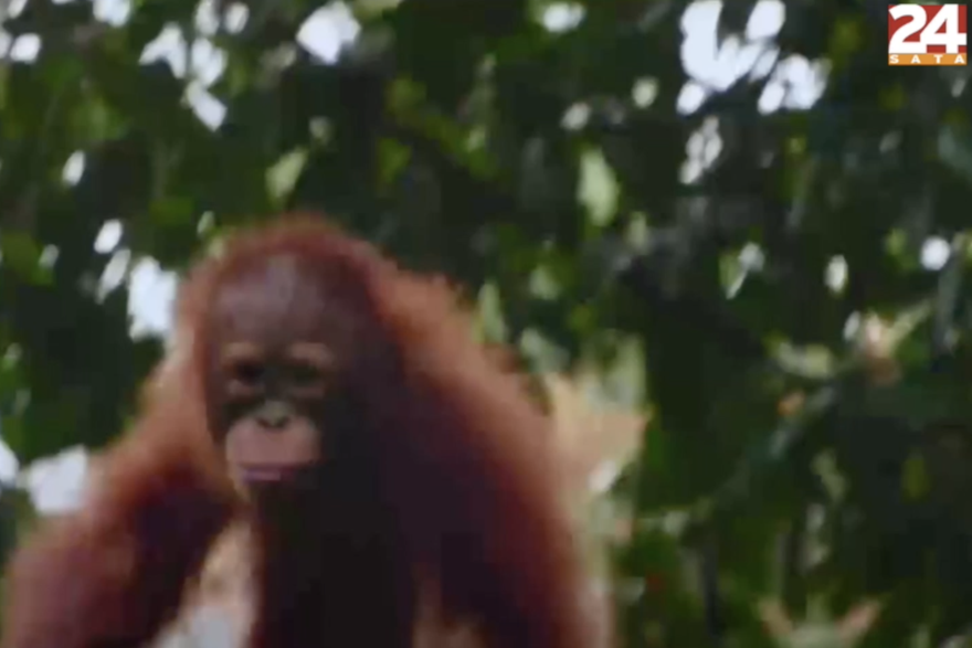 Šumska škola: Mladi orangutani uče vještine preživljavanja prije nego što se zapute u divljinu