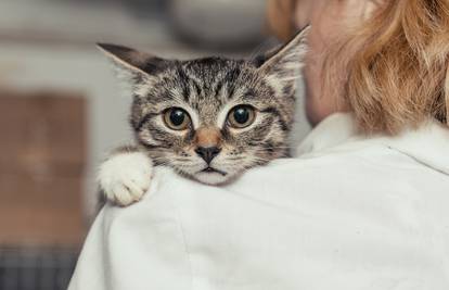 Naučite pravilno nositi mačku: Bitno je da se osjeća poduprto