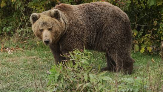 Žene pitali 'bi li radije zaglavile u šumi s medvjedom ili nekim muškarcem?' Odgovor šokira