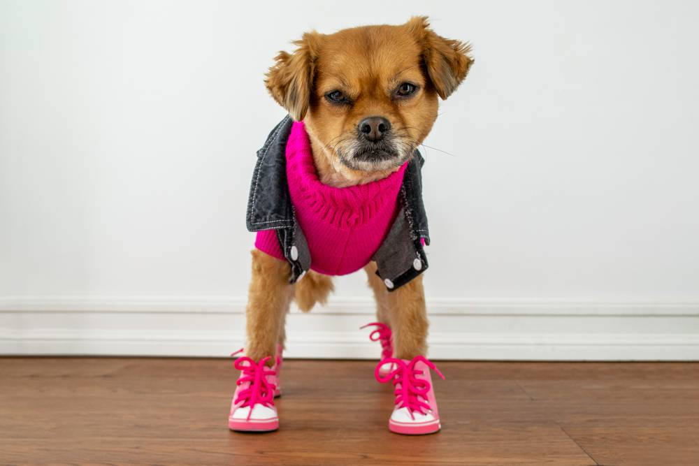 Cute,Dog,Wearing,Clothes,And,Shoes