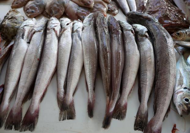 Šibenik: Bogata ponuda u šibenskoj ribarnici