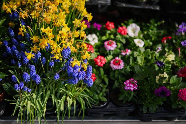 24sata Zagreb: Ponuda cvijeća na Dolcu 