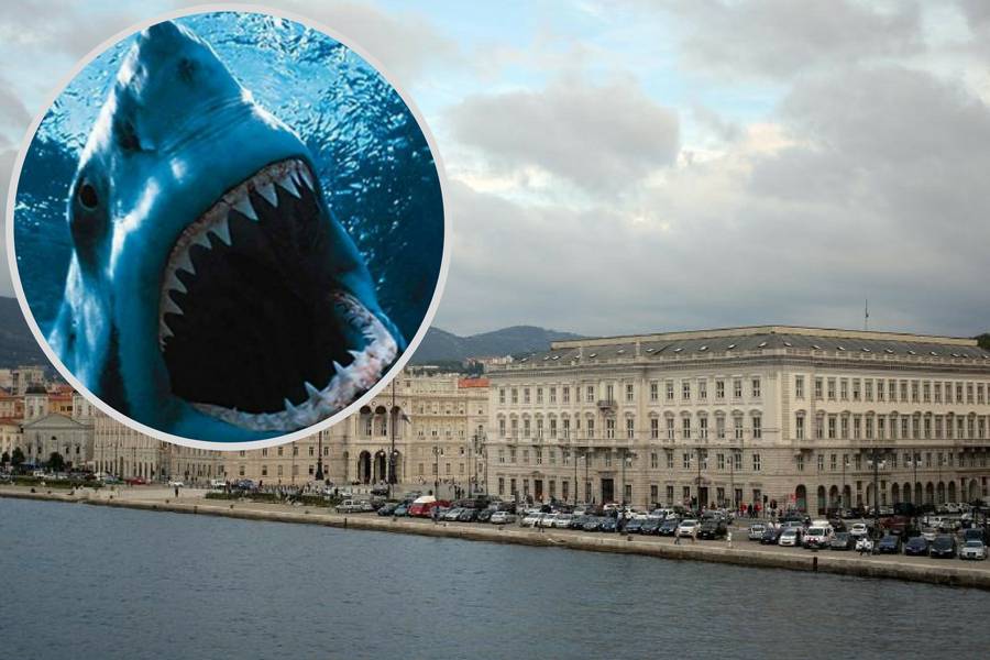 Oglašen crveni alarm u Trstu: Opasna psina pliva Jadranom!