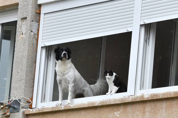 Šibenik: Kada ?e prestati kiša, pitaju se pas i ma?ka strpljivo gledaju?i kroz prozor