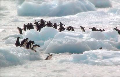 Prve žrtve topljenja leda na Antarktici: Carskom pingvinu umire mladunčad zbog vrućina