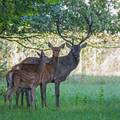 'Bambi-boom' u Međimurju: Martin u manje od dvije godine oplodio više od pet košuta...