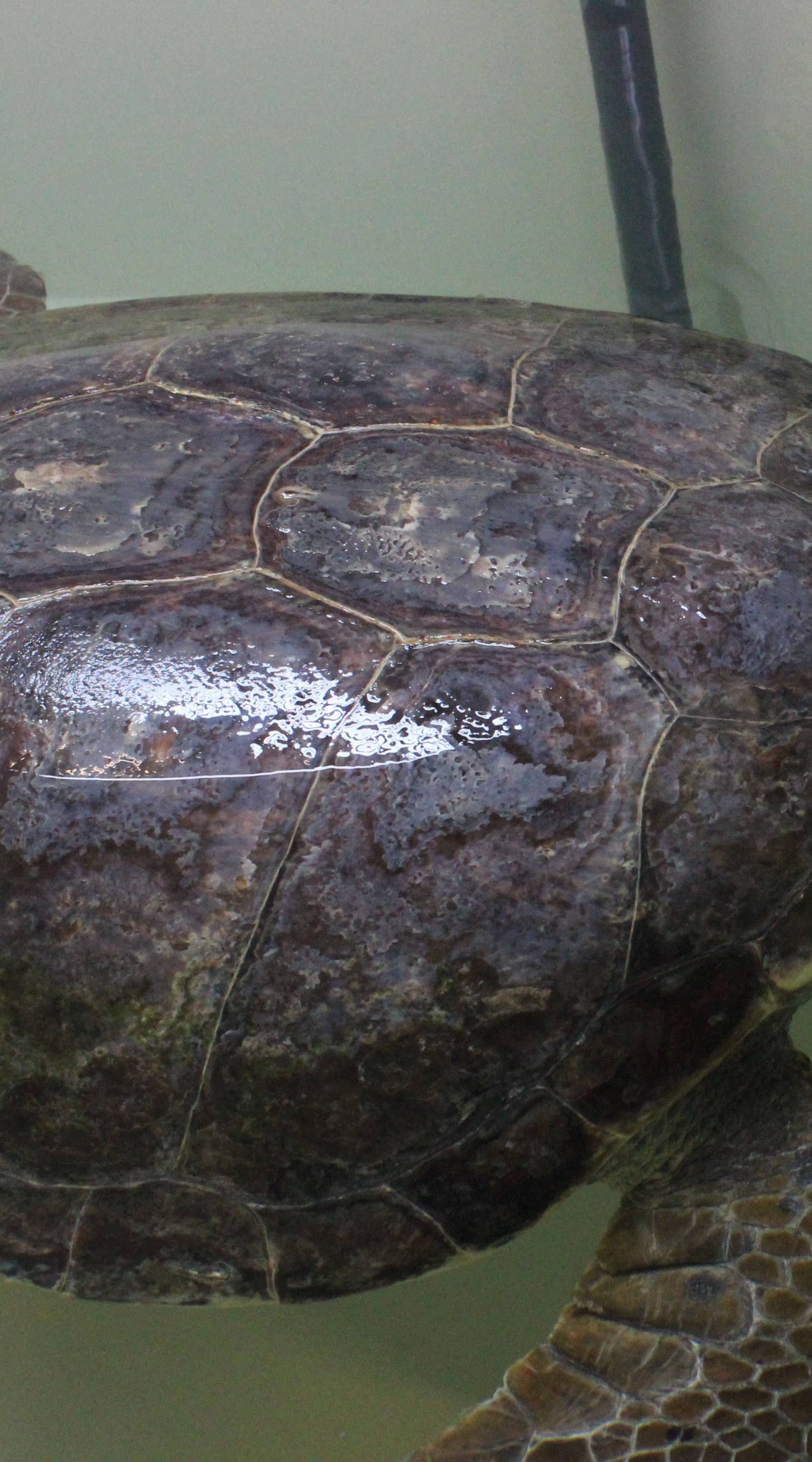 Ubija ih hladnoća: U osam dana more izbacilo čak sedam želvi