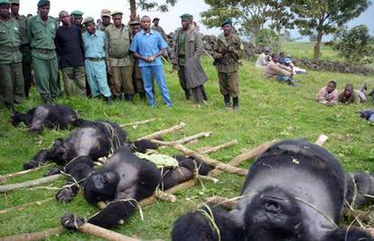 U Kongu ubijene četiri gorile, ostalo ih još 720