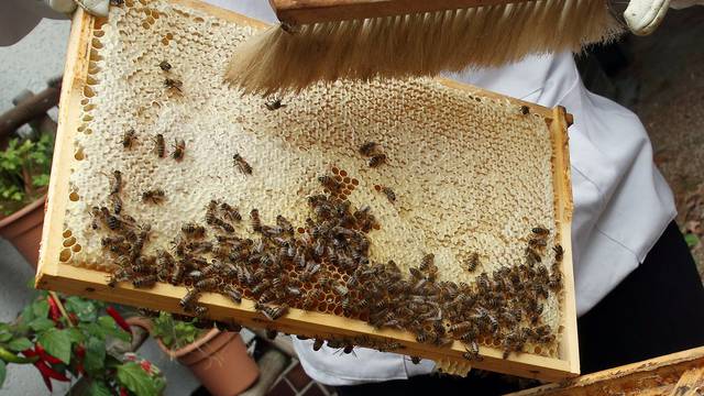 Queen bee on the brood frame