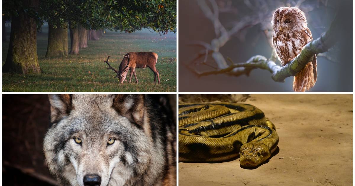 Koja je vaša duhovna životinja i koje to značenje nosi u životu... | 24sata