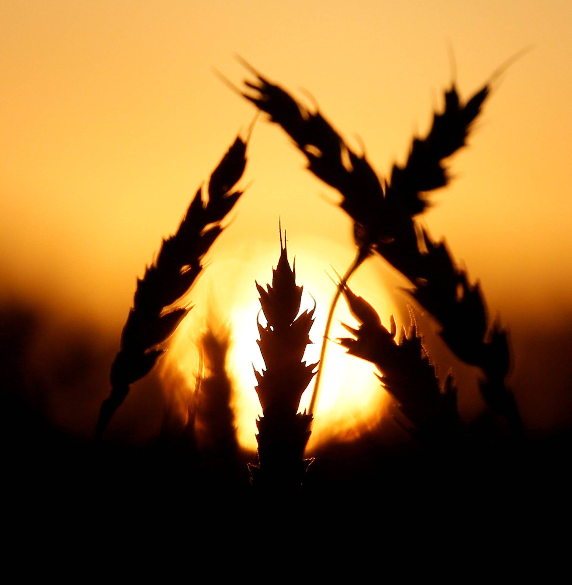 Ears of wheat are seen during sunset in a field of the Solgonskoye farming company in Talniki