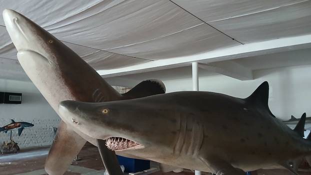 FOTO 'Ugroženi čuvari oceana' stigli su u Pulu: 'Uskoro izložba, a imat ćemo i žive primjerke!'