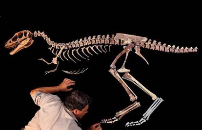Kina: Pronađen 'minijaturni' predak Tiranosaurus Rexa